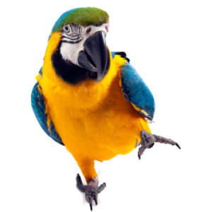 Parrot PNG images, free download