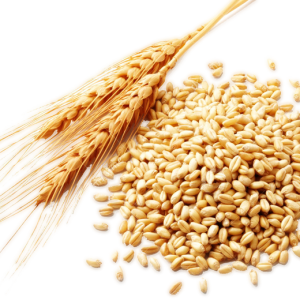 Wheat PNG