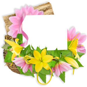 Lilium PNG
