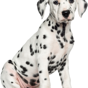 Dalmatian puppy PNG