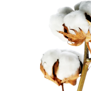 Cotton PNG