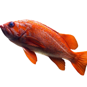 Goldfish PNG