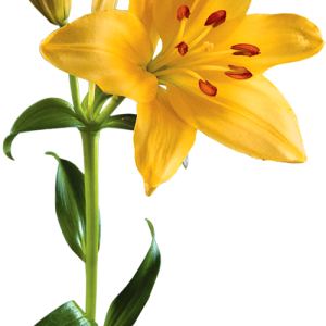 Lilium PNG