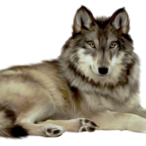 white wolf png image, picture, download