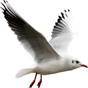 Gull PNG