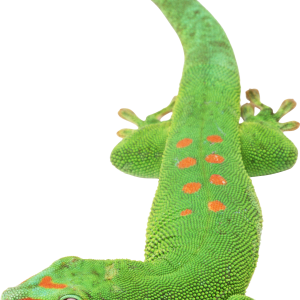Gecko PNG