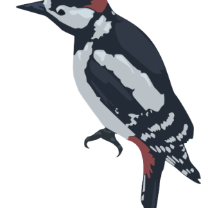 Woodpecker PNG