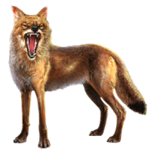 Jackal, coyote PNG