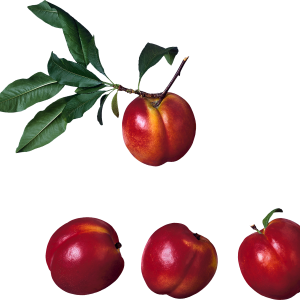 Peach PNG image