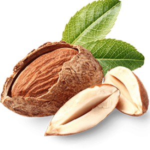 Almond with green leaves PNG
