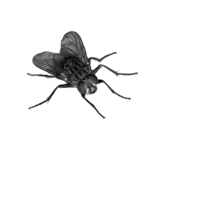 fly PNG image