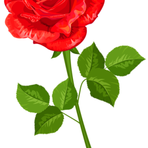 Rose PNG