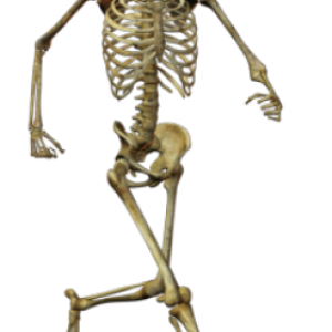 Skeleton PNG