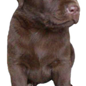 Labrador Retriever PNG