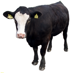 cow PNG