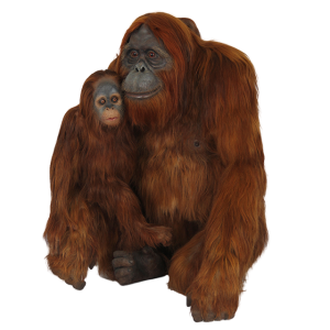 Orangutan PNG