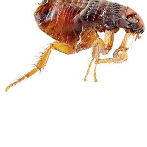 Flea PNG