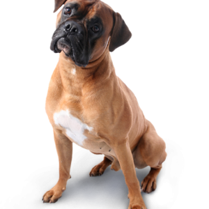 dog PNG image