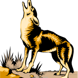 Jackal, coyote PNG