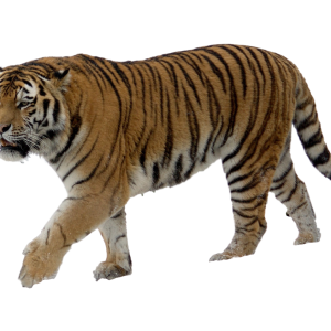 Tiger PNG