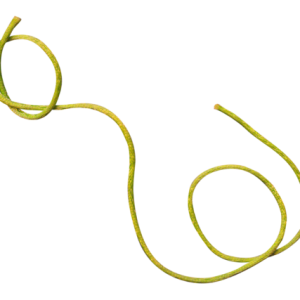 Thread PNG