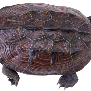 Turtle PNG