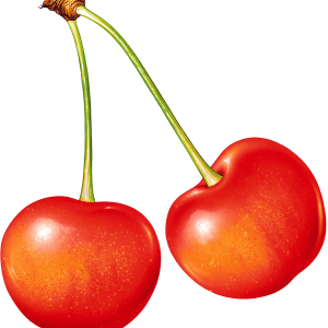 cherry PNG image