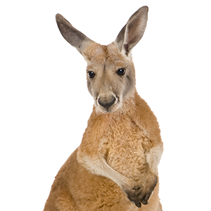 Kangaroo PNG