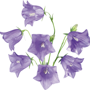 Bellflower PNG