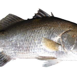 Fish PNG