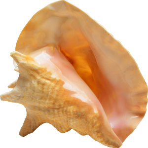 Seashell PNG