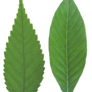 Green leaf PNG