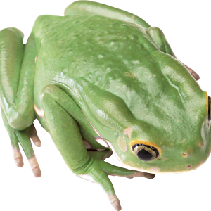 green frog PNG image
