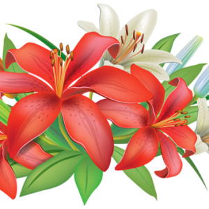 Lilium PNG