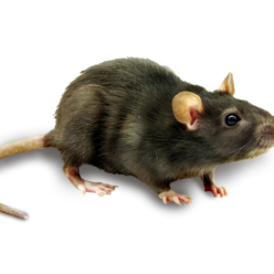 mouse, rat PNG image