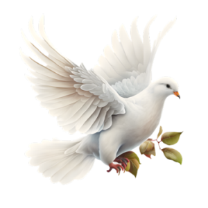 white dove image PNG