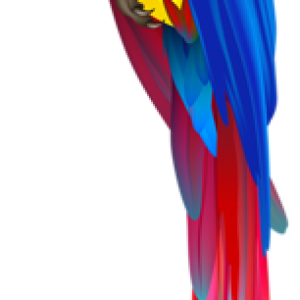 Parrot PNG image