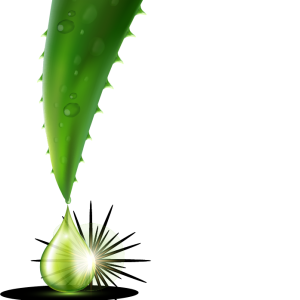Aloe vera PNG