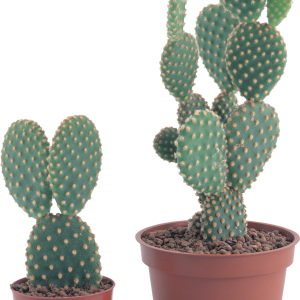 Cactus PNG image