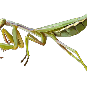 Mantis PNG