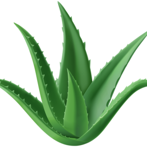 Aloe vera PNG