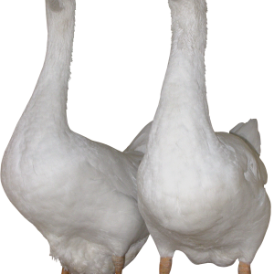 White gooses PNG image