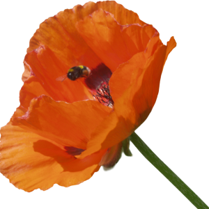 Poppy flower PNG