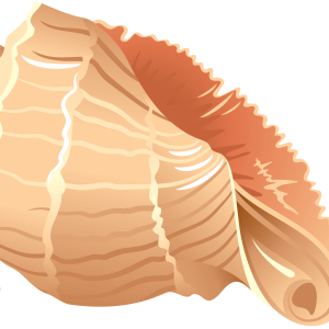 Seashell PNG