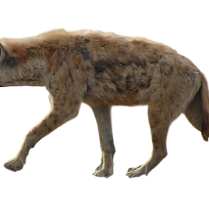 Hyena PNG