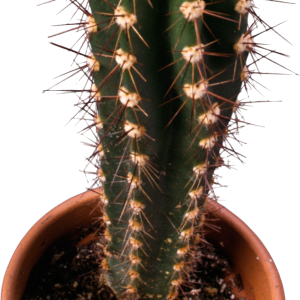 Cactus PNG image