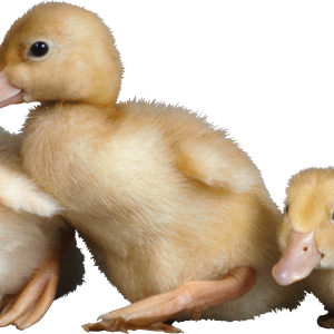 Duck PNG image