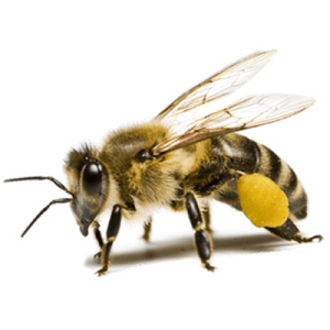 Bee PNG