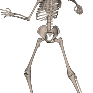 Skeleton PNG image