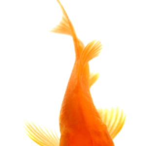 Goldfish PNG
